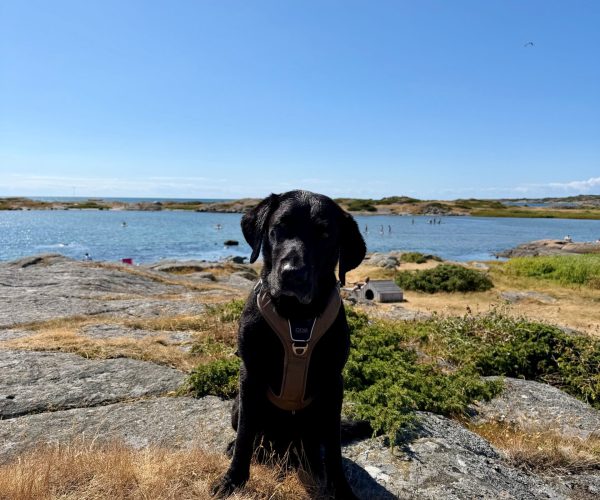hundbad